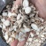 山奈正宗家用新货山奈粉砂姜姜粉香料卤肉三奈调料卤料