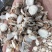 山奈正宗家用新货山奈粉砂姜姜粉香料卤肉三奈调料卤料