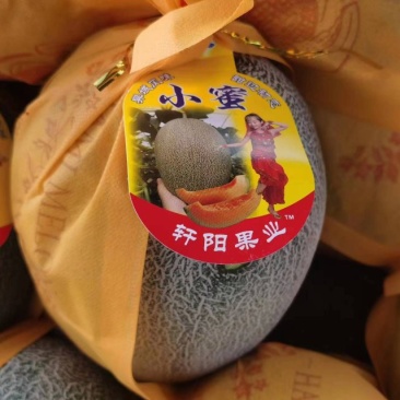 【实力推荐】河南哈密瓜晓密25哈密瓜大量上市欢迎来电