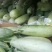 【推荐】安阳内黄沙地甜瓜博洋61香脆薄皮甜度如蜜