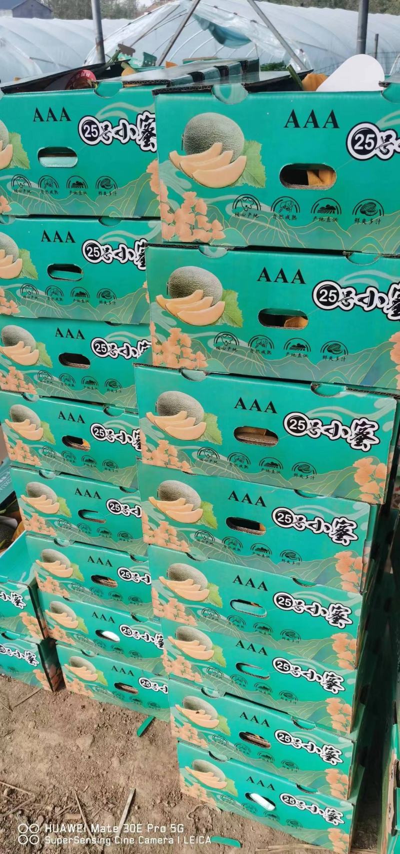 【实力推荐】河南哈密瓜晓密25哈密瓜大量上市欢迎来电