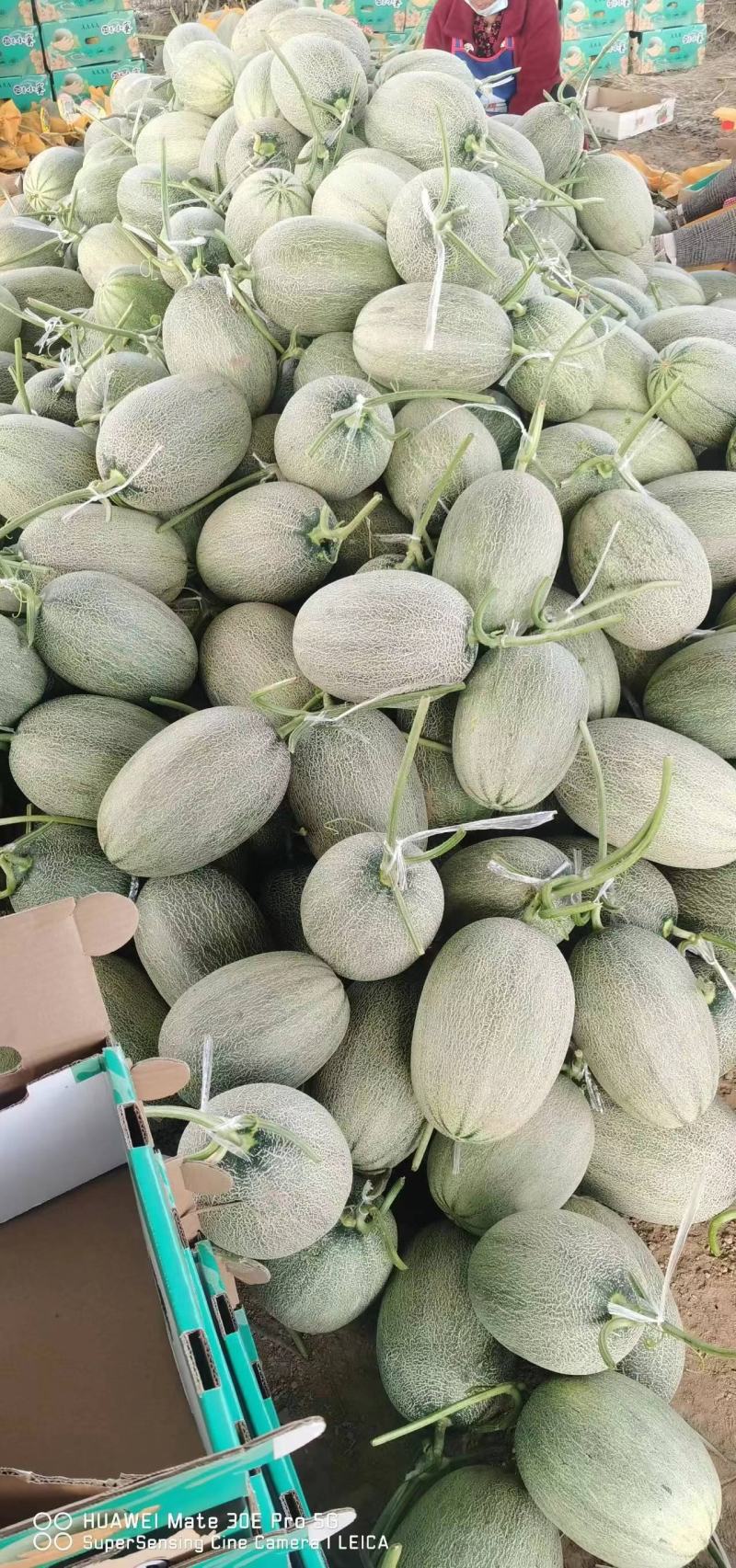 【实力推荐】河南哈密瓜晓密25哈密瓜大量上市欢迎来电