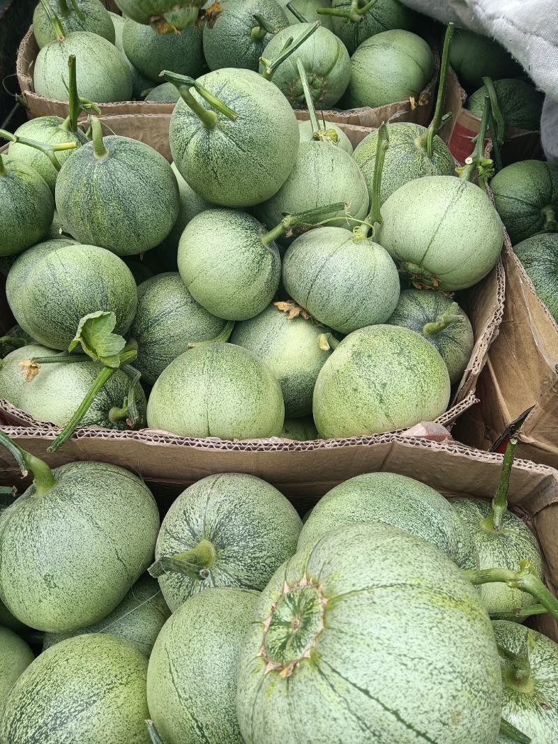河南安阳沙地绿宝甜瓜薄皮肉厚香甜可口一手货源批发