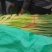 开封通许精品红帽蒜苔基地直供货源充足量大