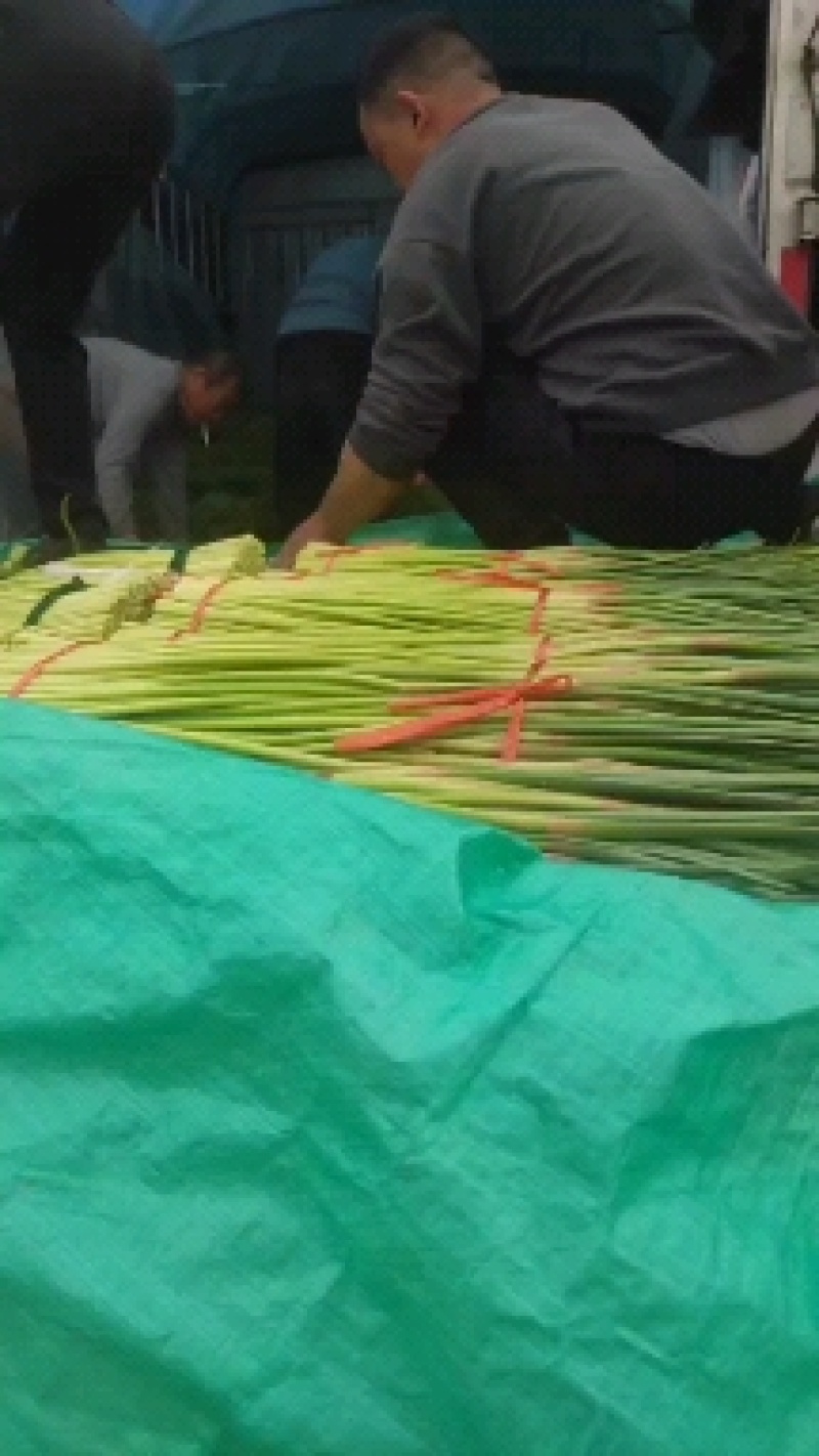 开封通许精品红帽蒜苔基地直供货源充足量大