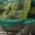 开封通许精品红帽蒜苔基地直供货源充足量大