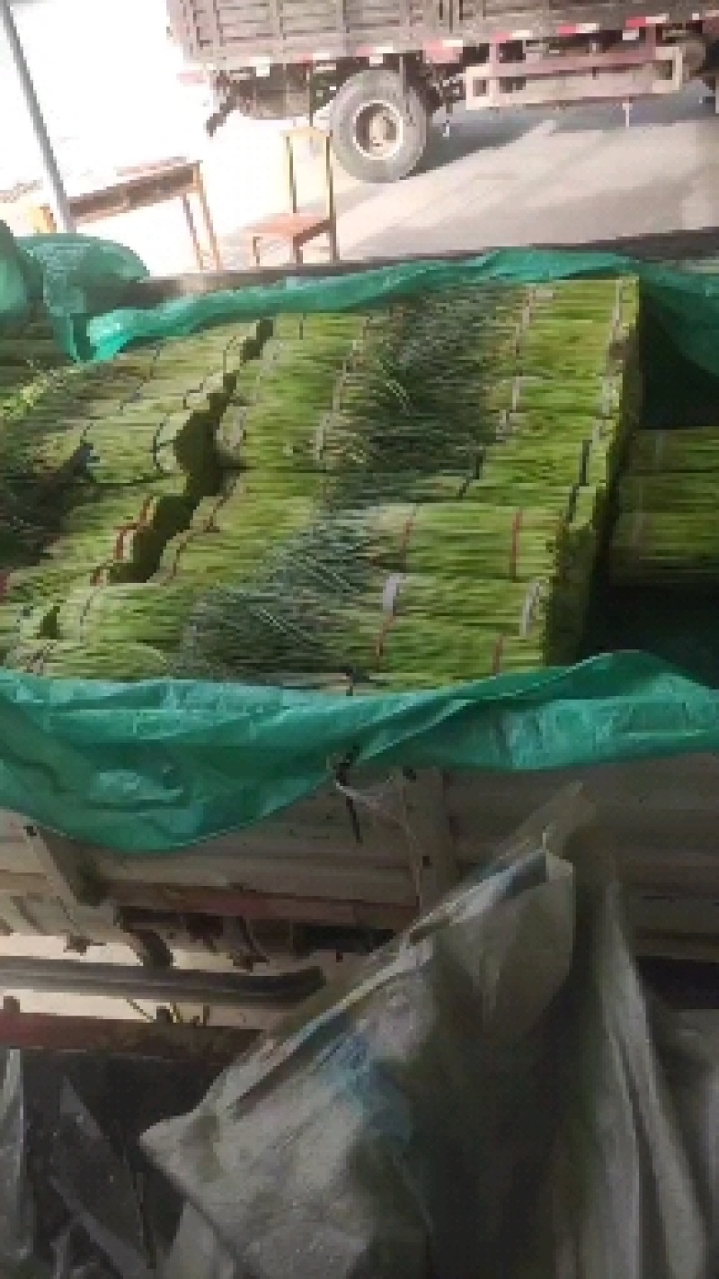 开封通许精品红帽蒜苔基地直供货源充足量大