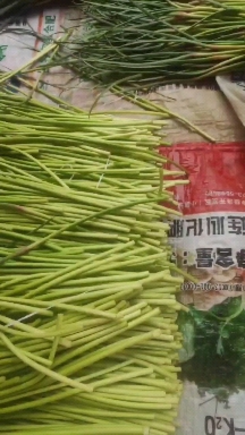 开封通许精品红帽蒜苔基地直供货源充足量大