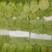 开封通许精品红帽蒜苔基地直供货源充足量大