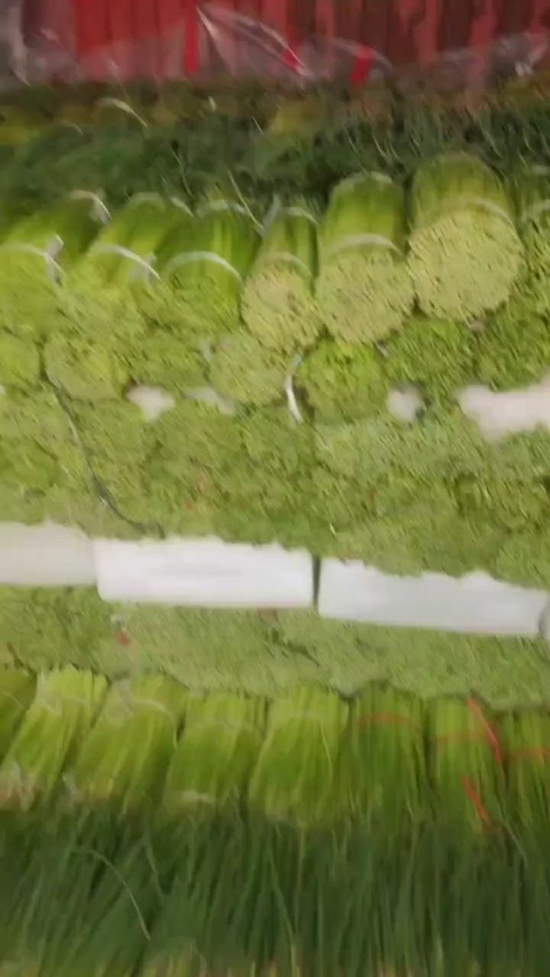 开封通许精品红帽蒜苔基地直供货源充足量大