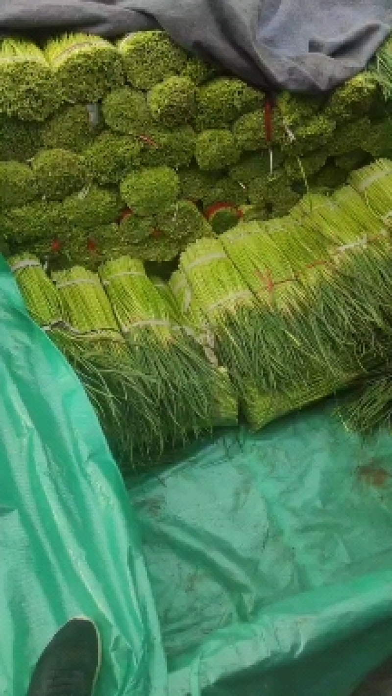 开封通许精品红帽蒜苔基地直供货源充足量大