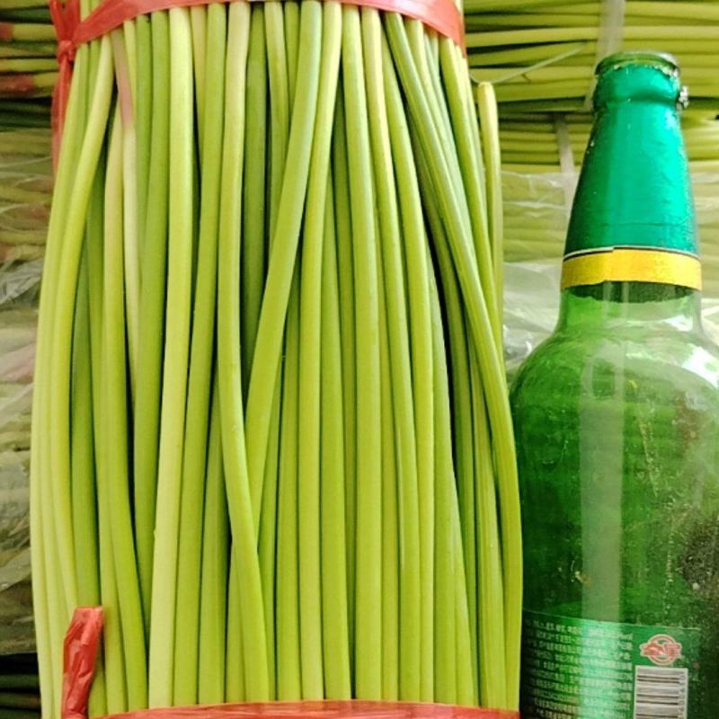 开封通许精品红帽蒜苔基地直供货源充足量大