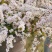 粉白雪柳袋苗耐寒-20°可用于园林工程绿化全国发