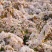 粉白雪柳袋苗耐寒-20°可用于园林工程绿化全国发