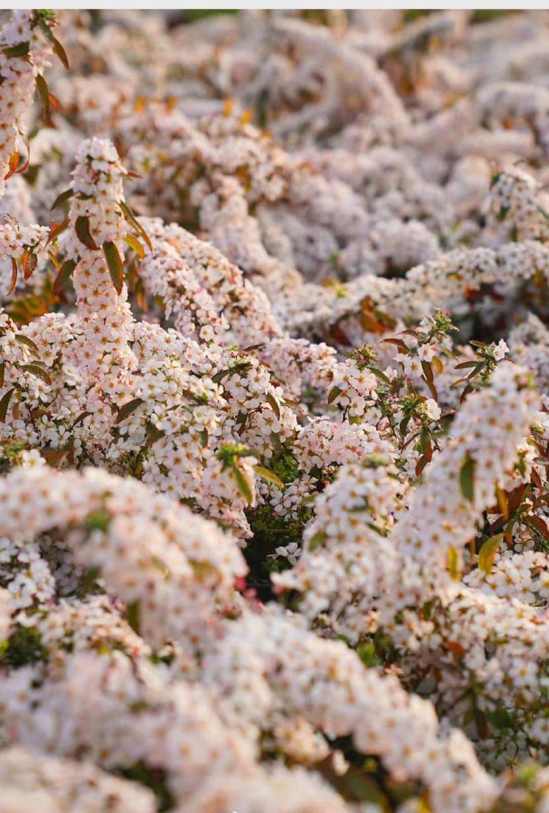 粉白雪柳袋苗耐寒-20°可用于园林工程绿化全国发