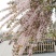 粉白雪柳袋苗耐寒-20°可用于园林工程绿化全国发