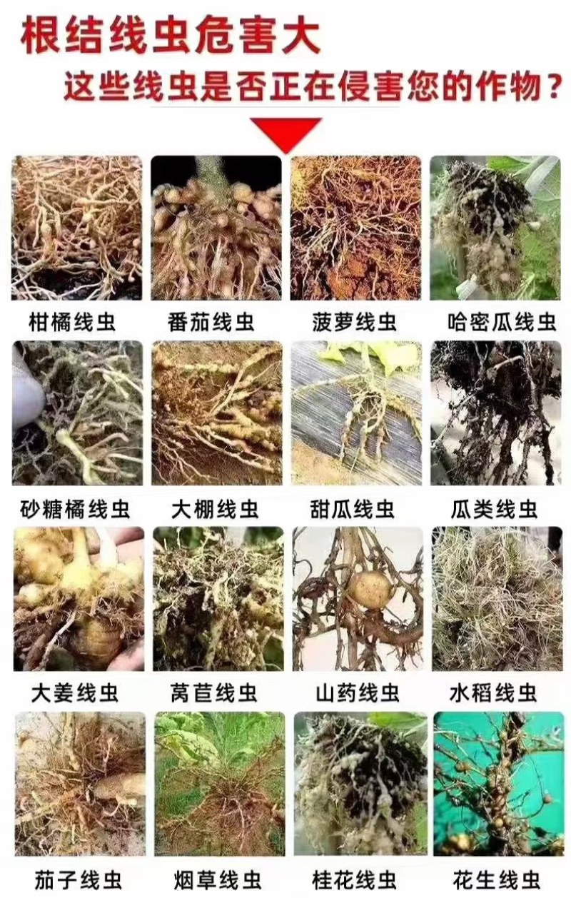 线虫专用~线虫虫卵双杀不伤根不伤苗无抗性冲施滴灌灌根