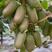 软枣猕猴桃苗产地直发根系发达成活率高提供技术指导