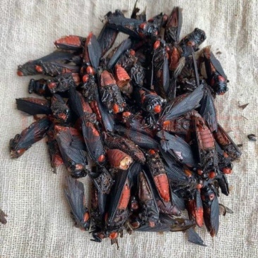 冷背昆虫红虫云南产地货好新货一斤起售