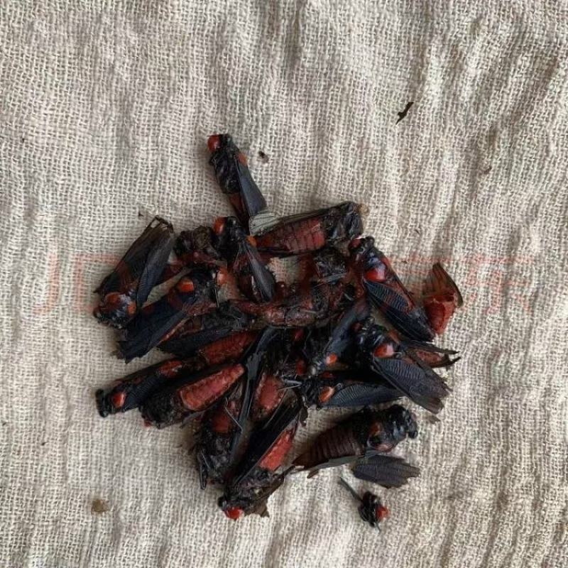 冷背昆虫红虫云南产地货好新货一斤起售