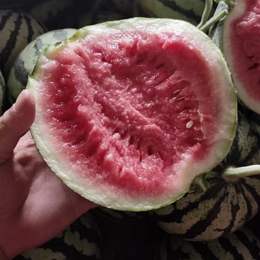 精品头茬无籽高次