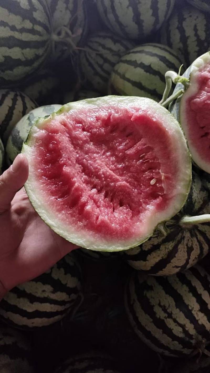精品头茬无籽高次
