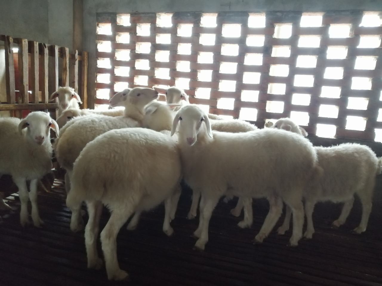 草原上的白条羊悬挂在木架上,阳光透过蓝天洒在其表面,展现出原始而自然的质感 草原上的白条羊