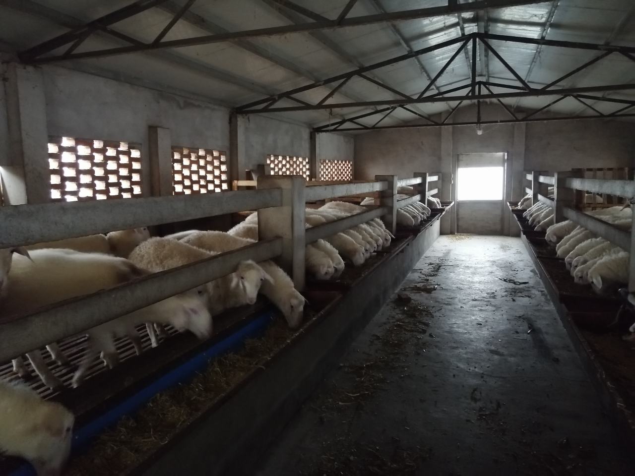 草原牧民与现代化屠宰中心联动示意图