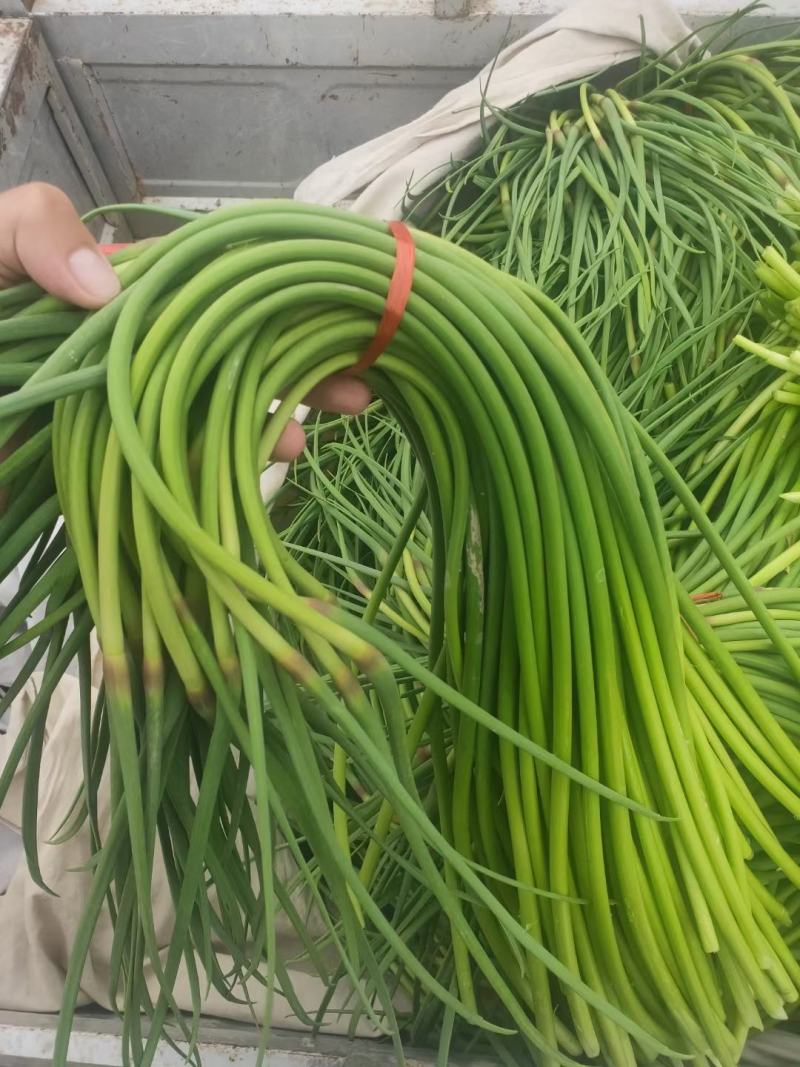 金乡红帽蒜薹一手货源量大从优保质保量代发全国