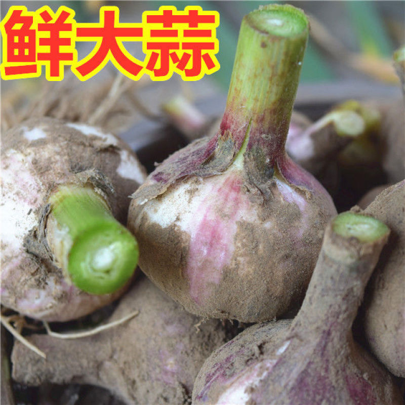 鲜蒜紫皮大蒜丰县大蒜价格便宜，质量好，上市了