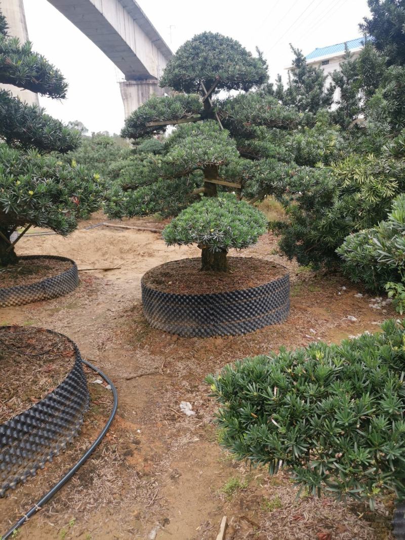 精品造型罗汉松