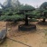 精品造型罗汉松