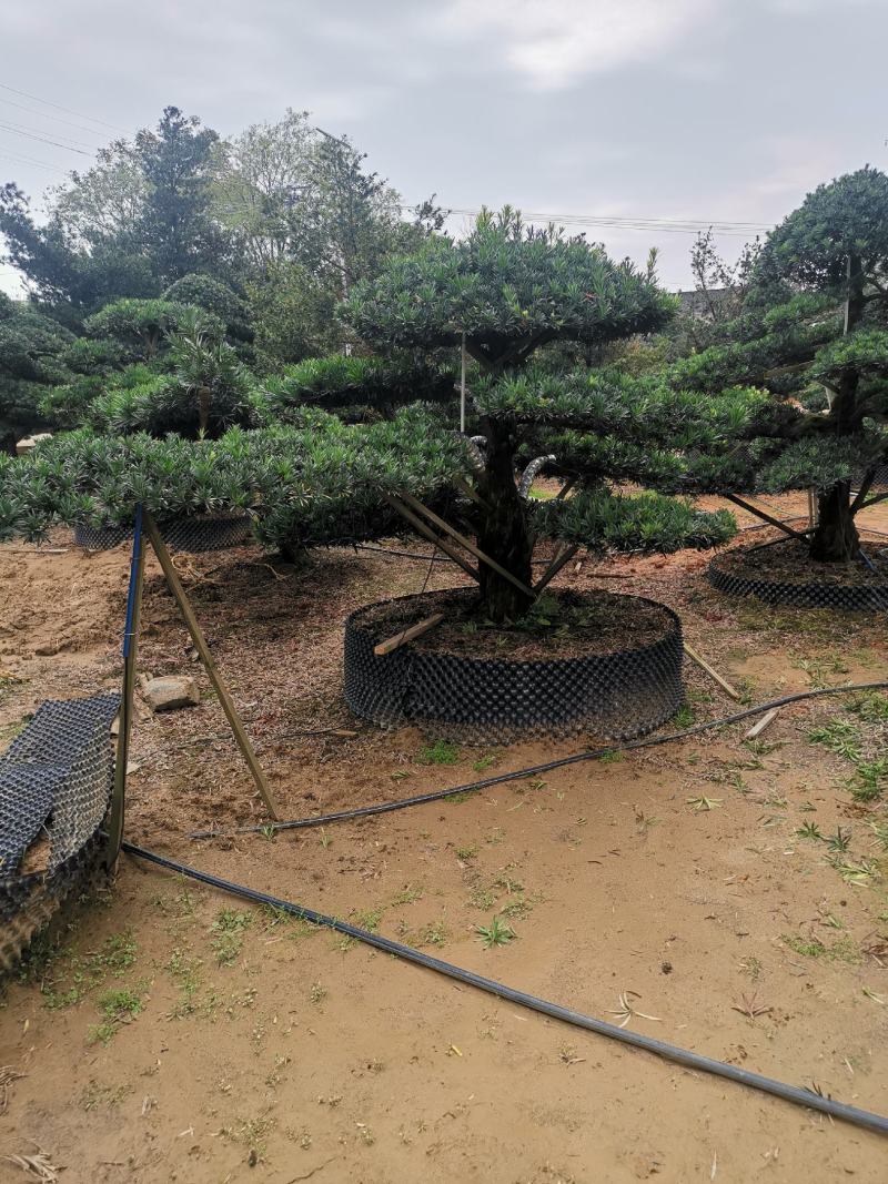 精品造型罗汉松