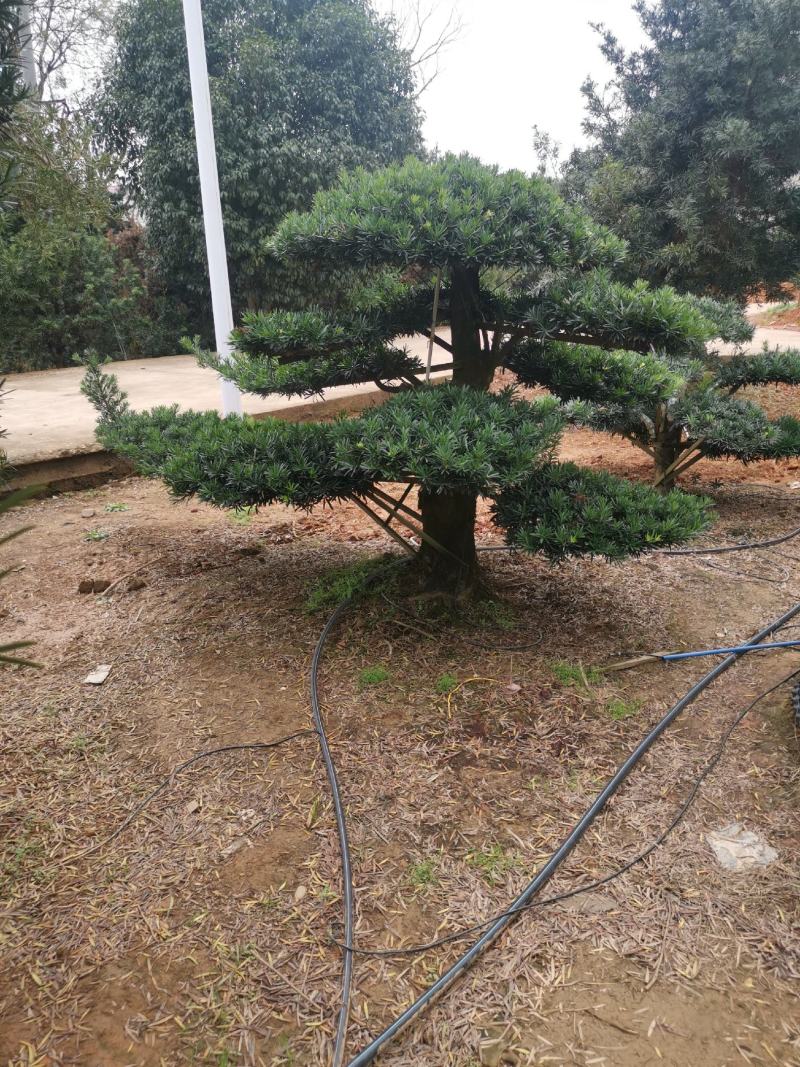 精品造型罗汉松