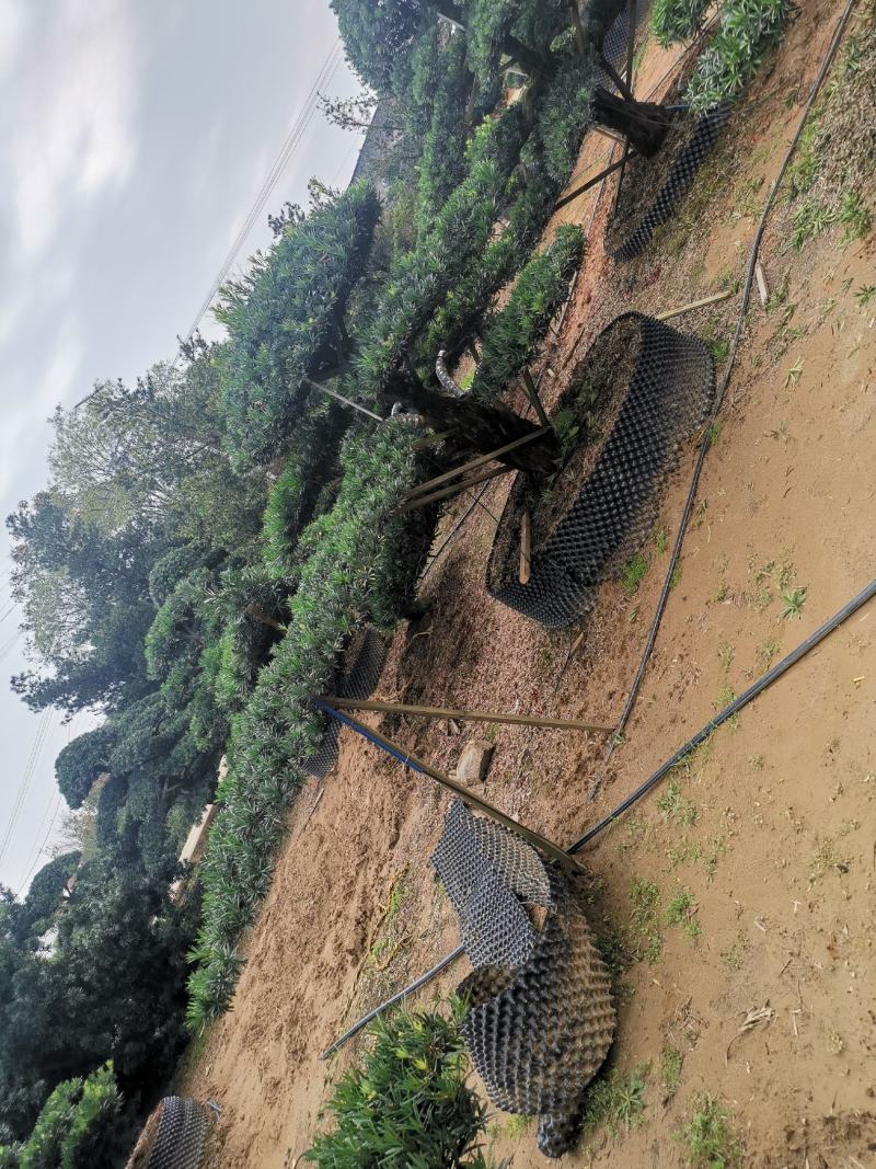 精品造型罗汉松