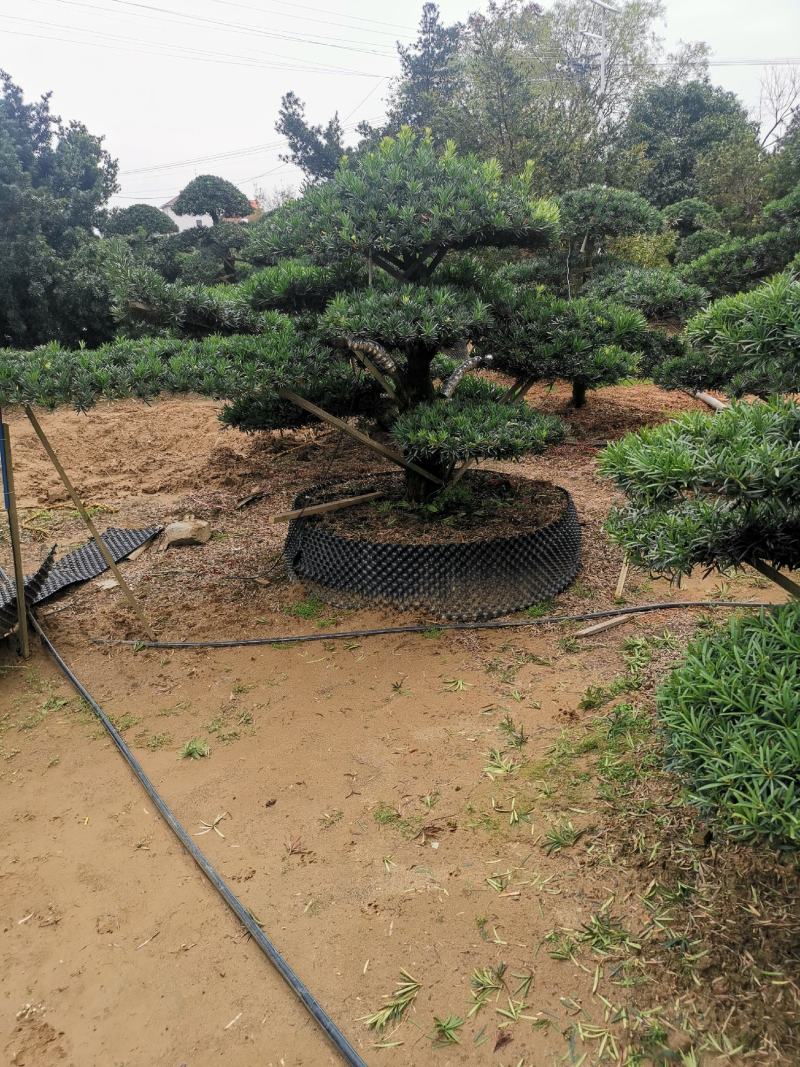 精品造型罗汉松