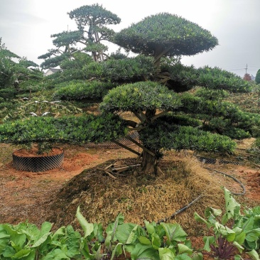 精品造型罗汉松
