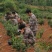 大批蓝莓果