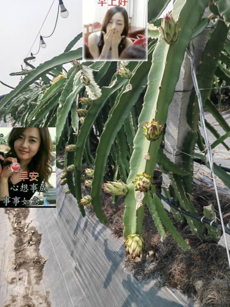 精品霸王花大量出货