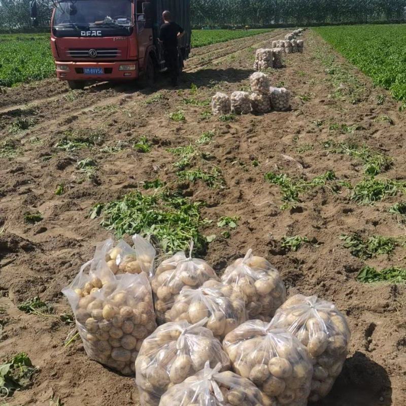 荷兰十五大丰十二黄心土豆大量上市欢迎老板下单联系