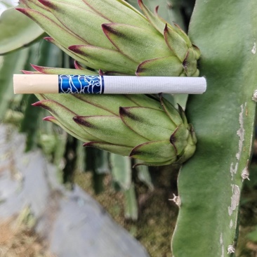 精品霸王花大量出货