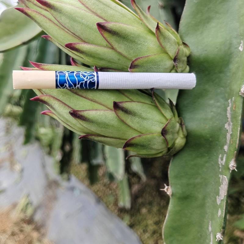 精品霸王花大量出货