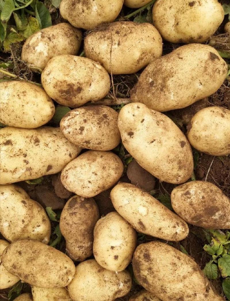 汉中土豆3量起步，沃土，货量庞大，产地代收代发