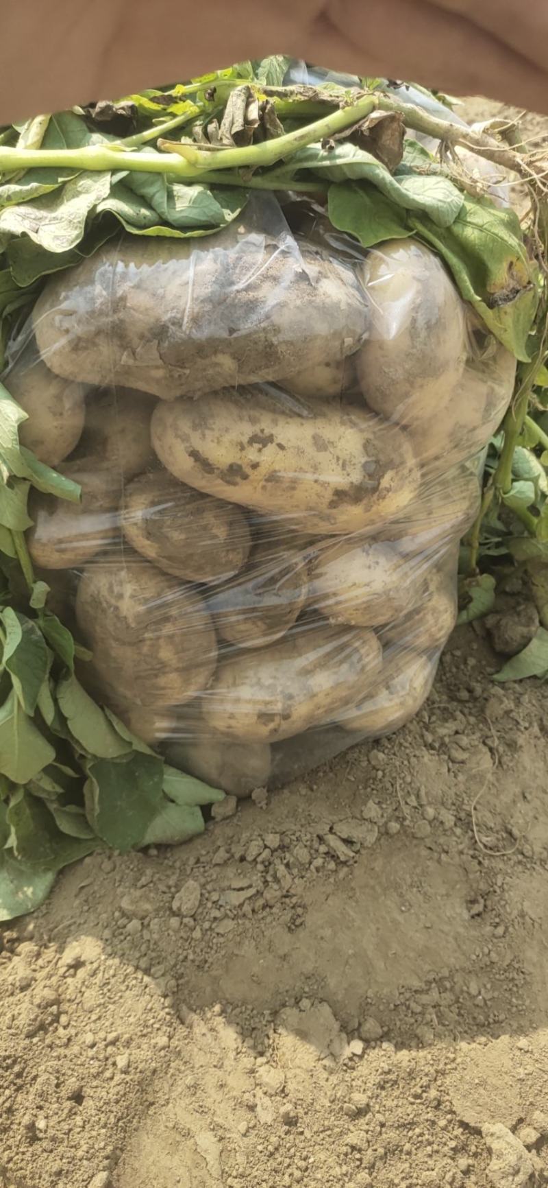 荷兰十五大丰十二黄心土豆大量上市欢迎老板下单联系
