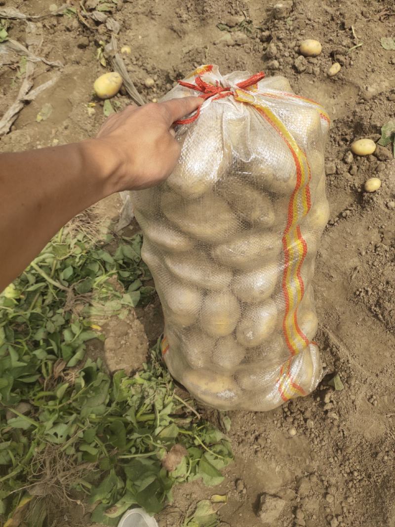 荷兰十五大丰十二黄心土豆大量上市欢迎老板下单联系