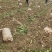 荷兰十五大丰十二黄心土豆大量上市欢迎老板下单联系