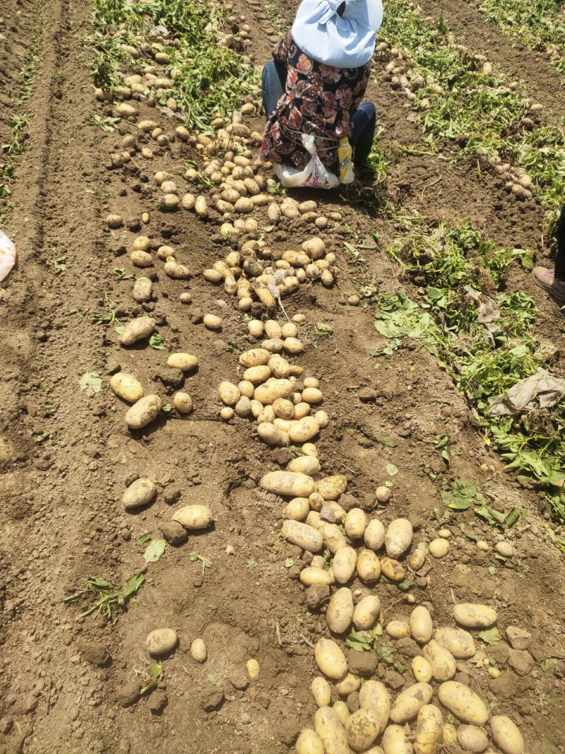 荷兰十五大丰十二黄心土豆大量上市欢迎老板下单联系