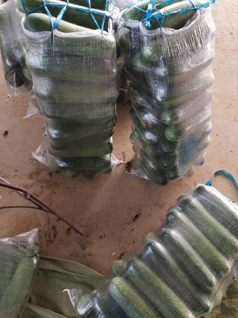 1吊毛节瓜一首货源合作种植户直供欢迎合作，代调车辆全国发货
