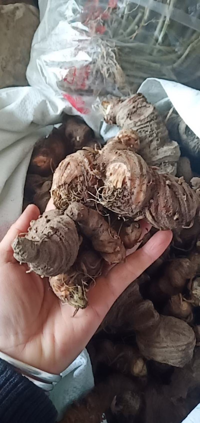 七叶一枝花