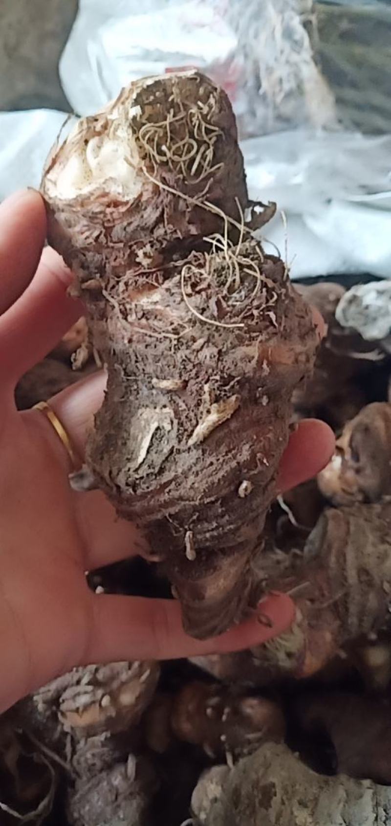 七叶一枝花